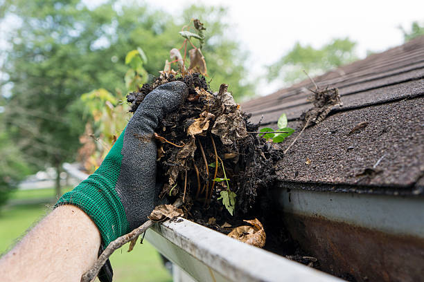 Mold Inspection